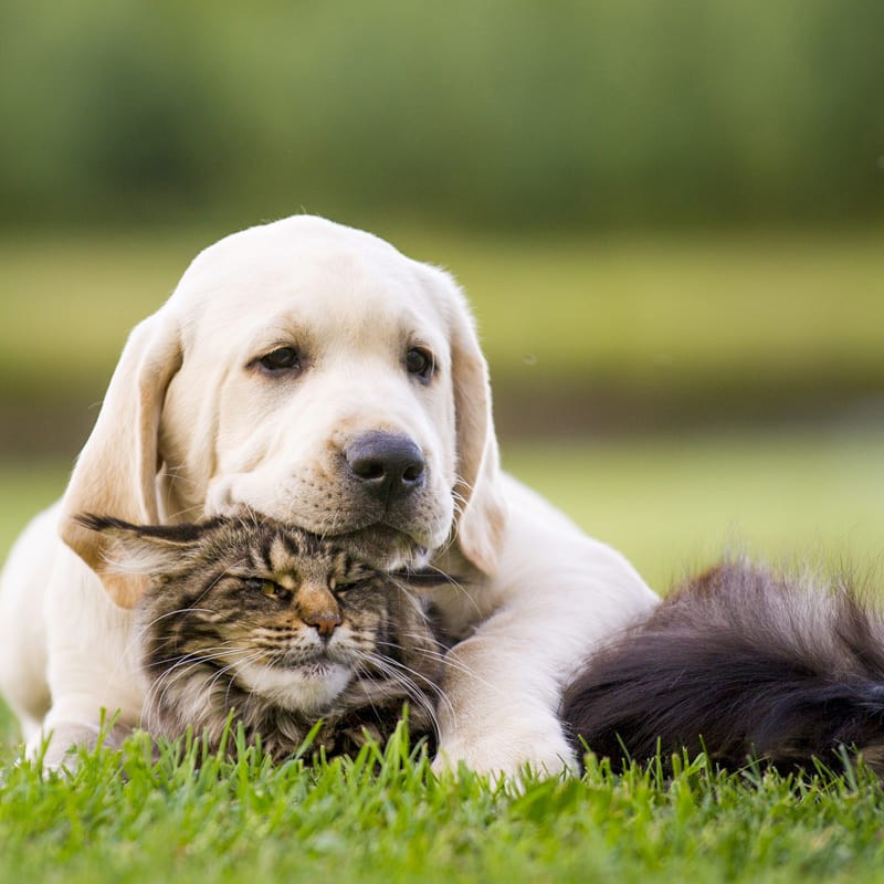 Nos vétérinaires et assistantes seront ravis de vous accueillir pour la prise en charge de vos animaux de compagnie, à poils, à plumes ou à écailles.