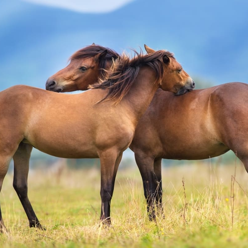 Bienvenue sur le nouveau site de la clinique vétérinaire Animaux et Compagnie !