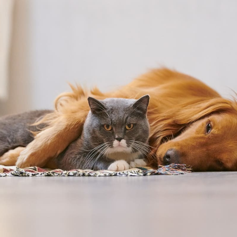 Nous vous accueillons pour la médecine, la chirurgie et le soins en général des vos animaux de compagnie (chien, chat, NAC...)