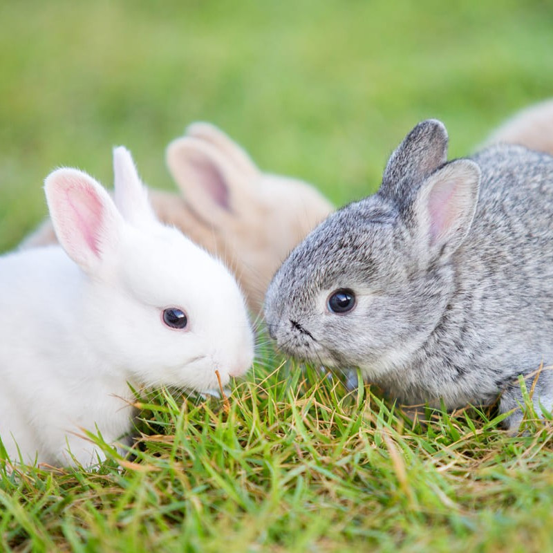 Focus sur le lapin de compagnie