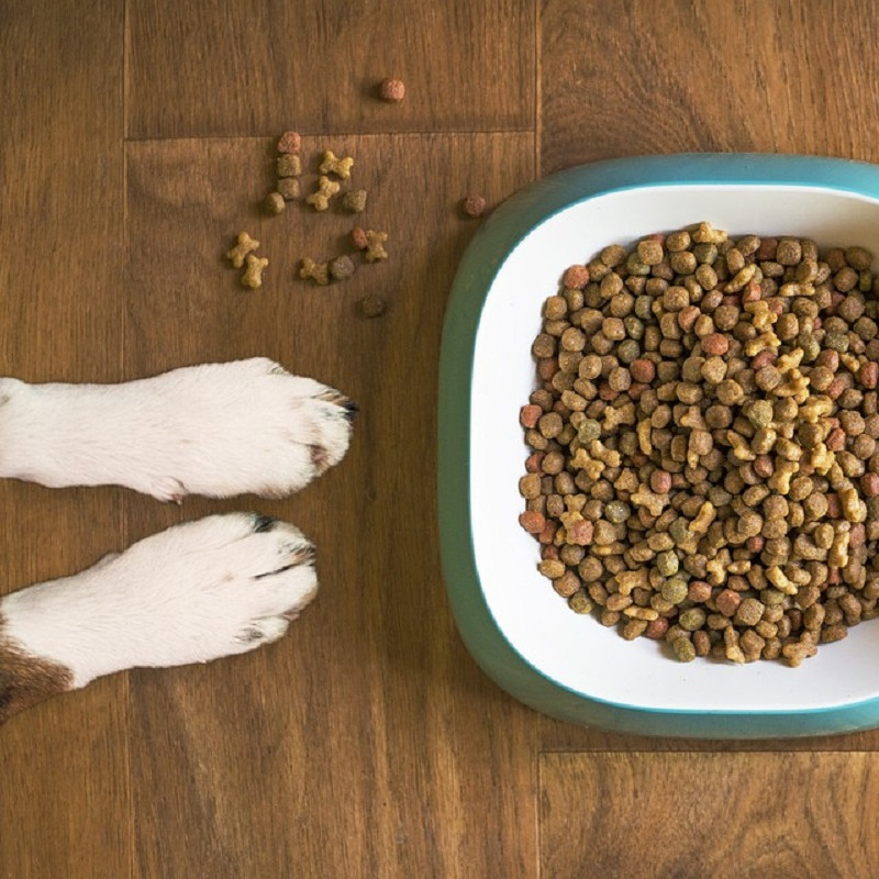 Parce que la santé de vos animaux est notre priorité et qu’elle passe aussi par leur alimentation, la clinique vous propose une gamme nutritionnelle à prix avantageux.