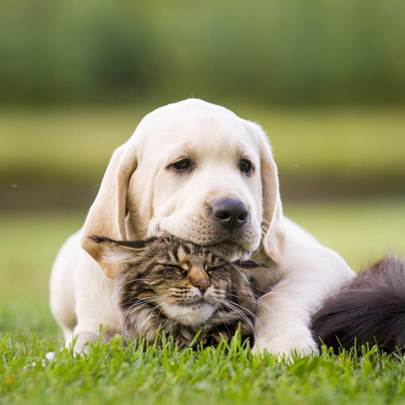 A l'écoute des animaux et des attentes de leur propriétaire