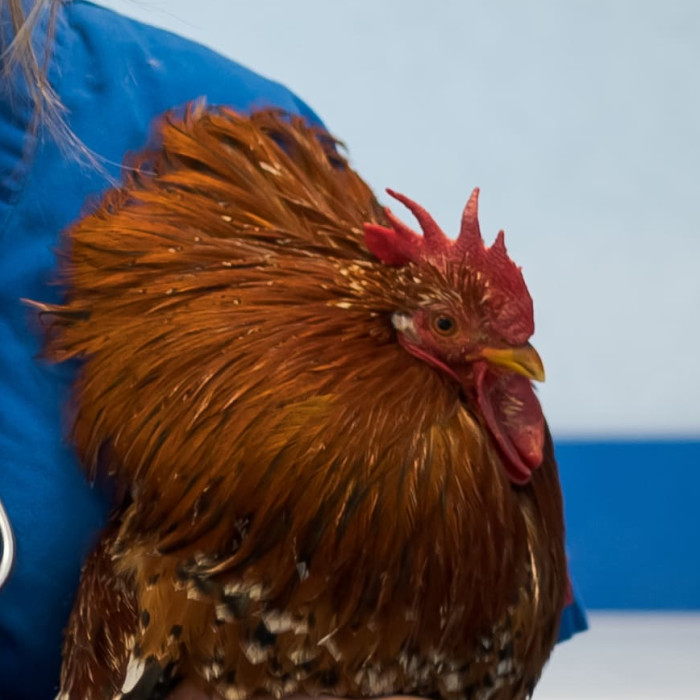 Médecine et Chirurgie des Nouveaux Animaux de Compagnie (NAC)