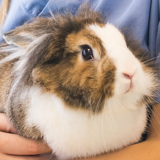 La clinique vétérinaire de référence du lapin à PAU LESCAR