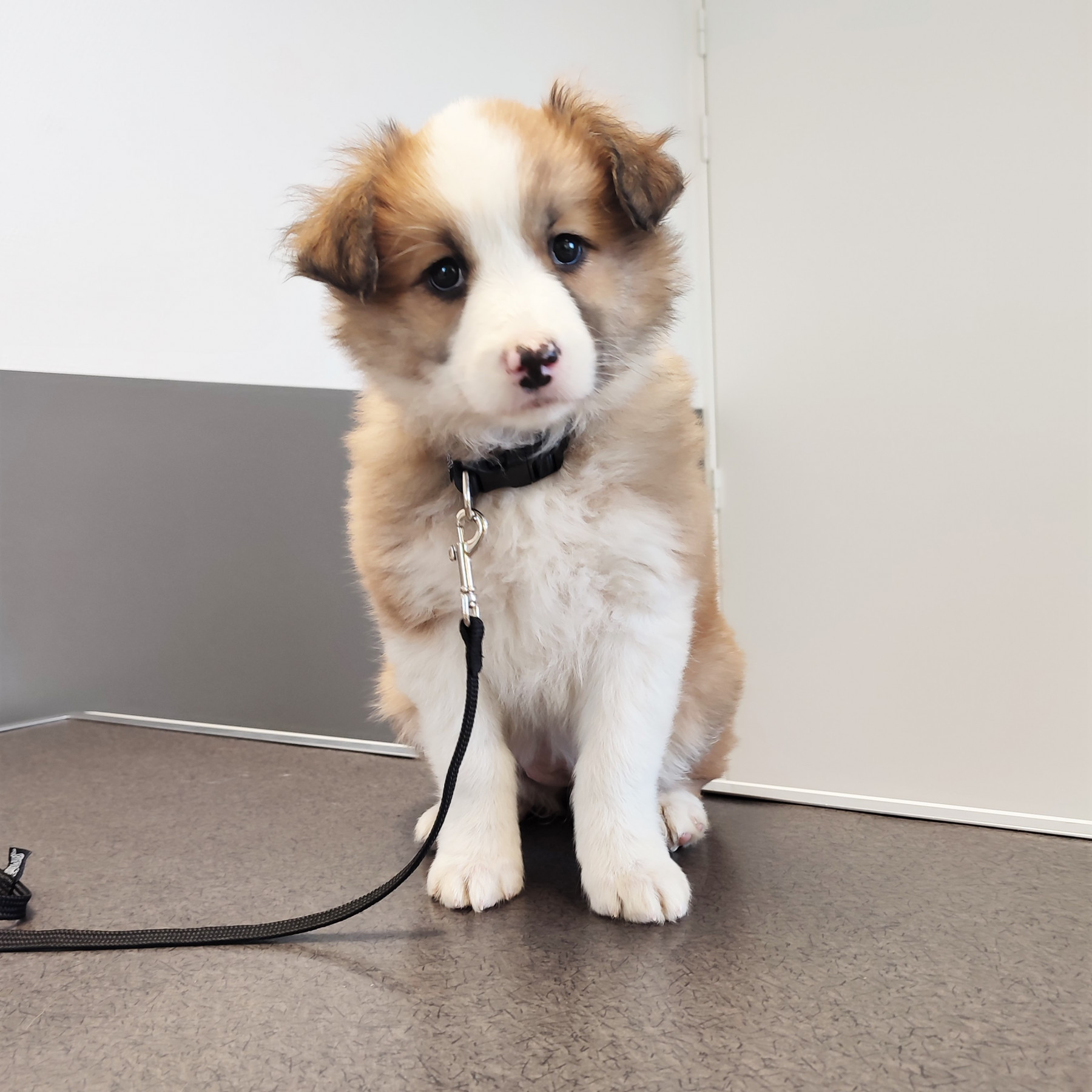 La clinique Vet Arverne pour vos animaux de compagnie