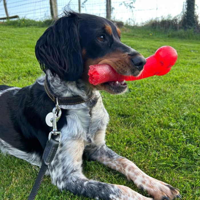 MEDECINE PREVENTIVE et  BIEN-ETRE ANIMAL: UNE PRIORITE POUR NOUS