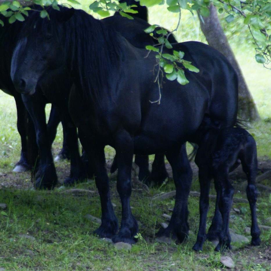Les chevaux Mérens, l'emblème du Couserans!