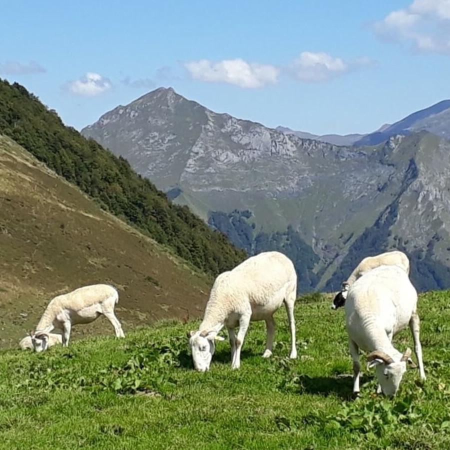 Les animaux de ferme