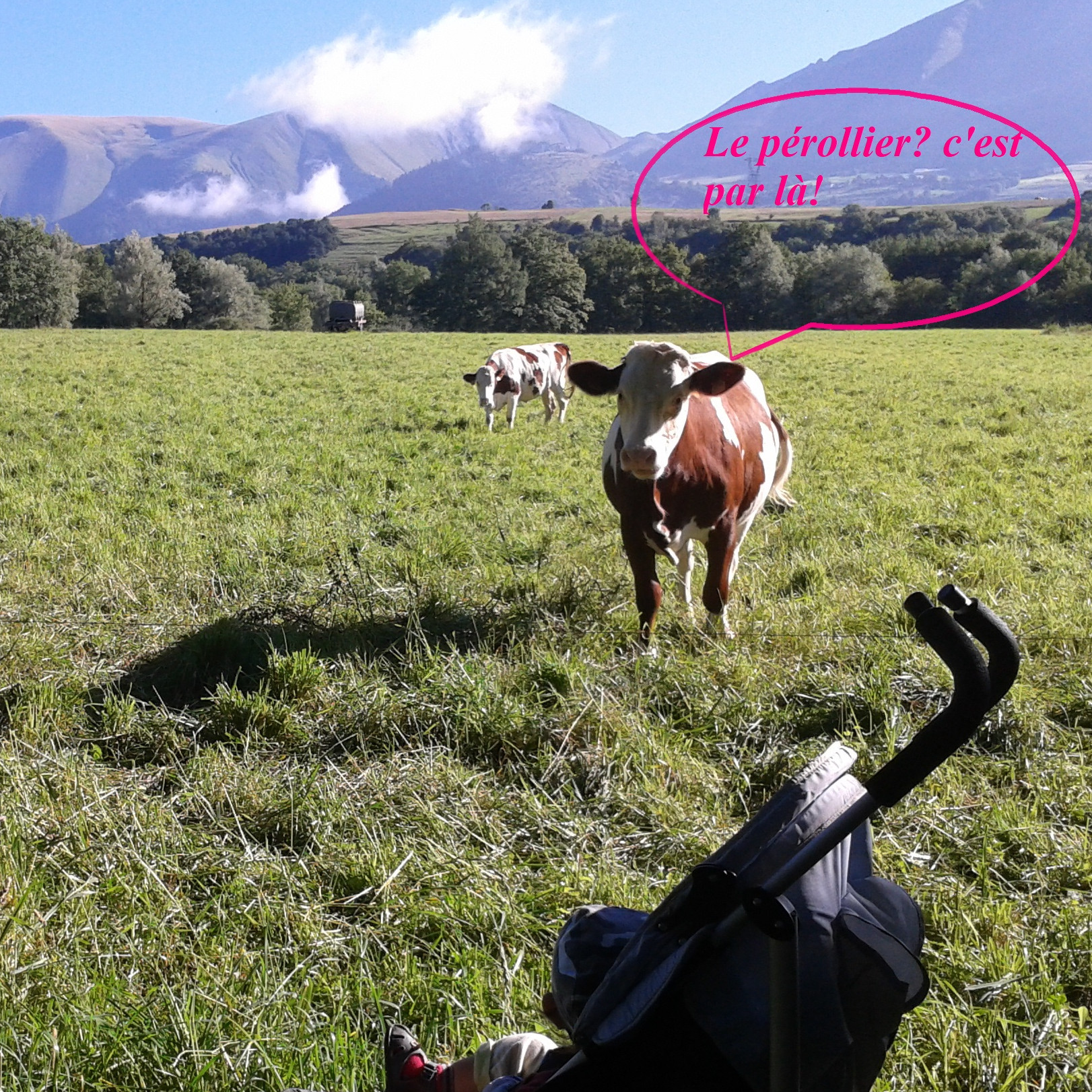 La clinique vétérinaire du Pérollier vous accueille, vous et vos animaux à La Mure, coeur du plateau Matheysin,