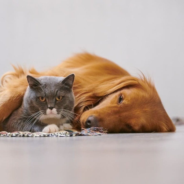 Bienvenue sur le site du CABINET VETERINAIRE DES DENTELLES