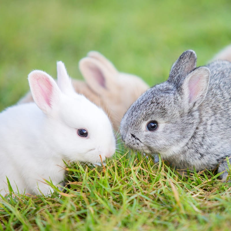 Bienvenue sur le site de PetVetClinic !