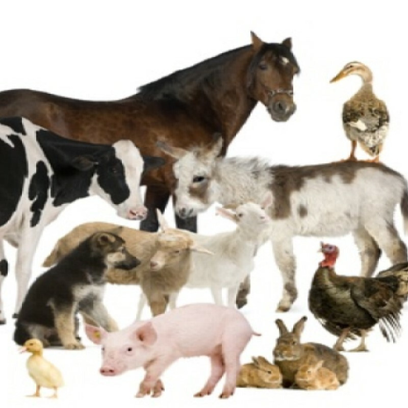 Clinique mixte: canine - équine - rurale