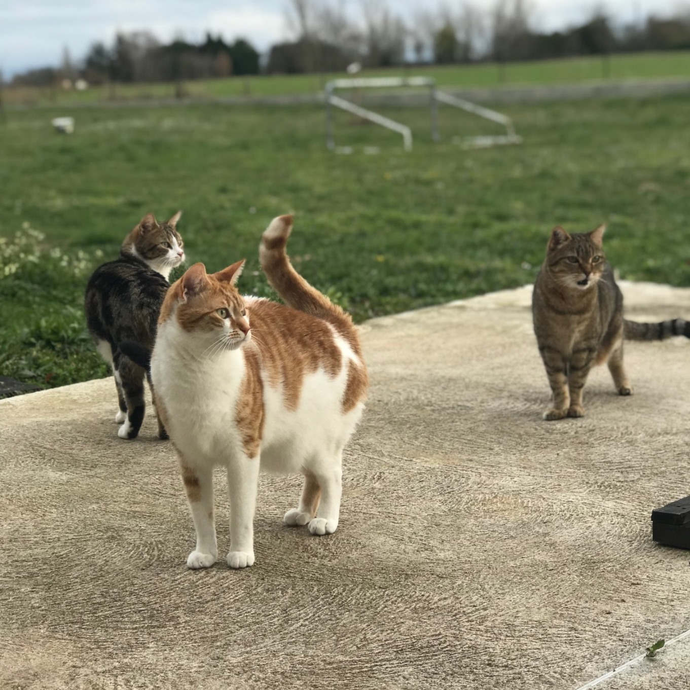 Arrêt référencement ROYAL CANIN