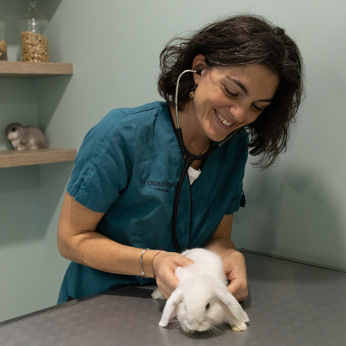 Bienvenue sur le site du Cabinet Vétérinaire du Lapin Vert !