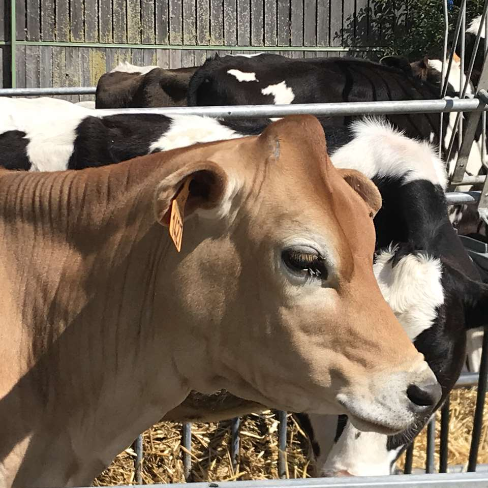 Le bien-être des animaux et leurs propriétaires fait partie de notre métier.