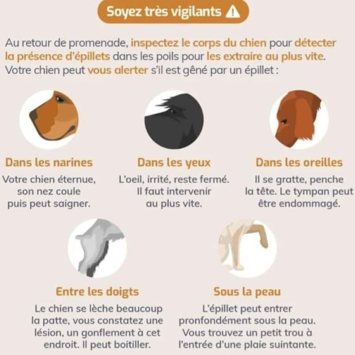 LE RETOUR DES EPILLETS
