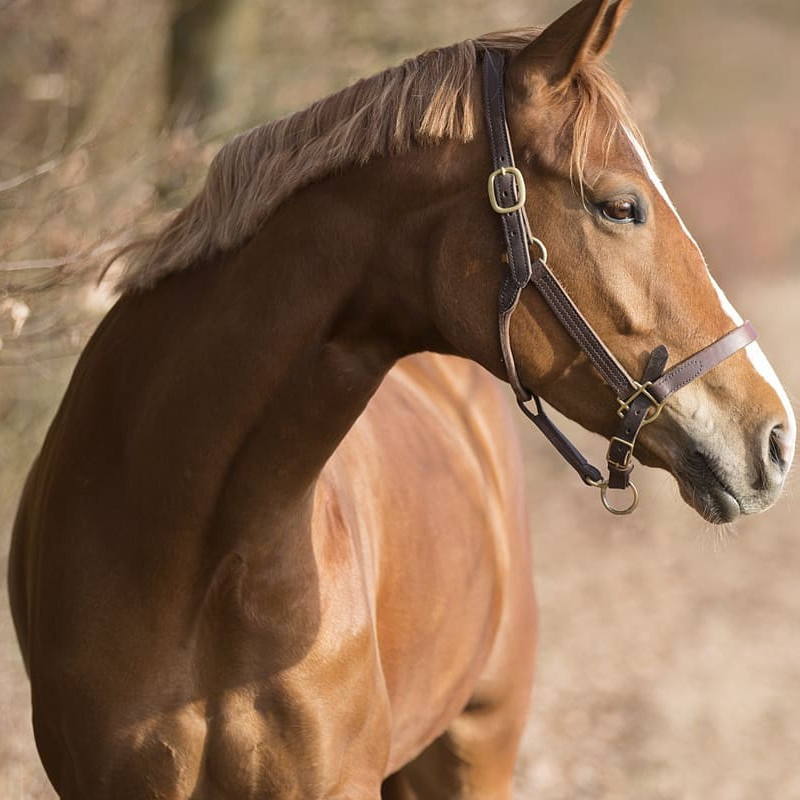 Bienvenue sur le site de la Clinique Vétérinaire Equine du Panorama