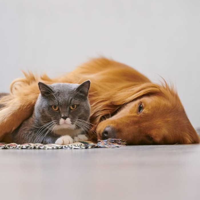 Clinique vétérinaire pluridisciplinaire pour animaux de compagnie depuis 1997.