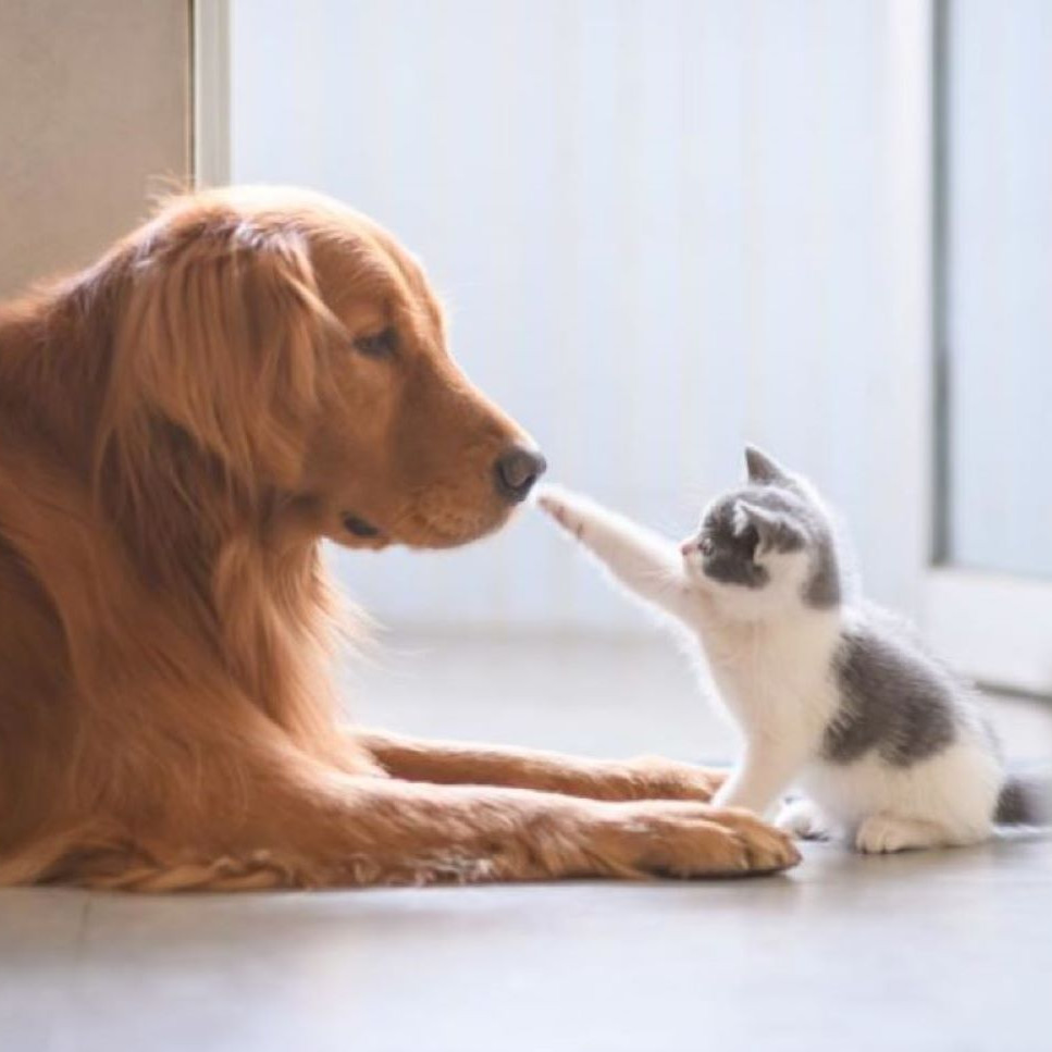 Bien être animal