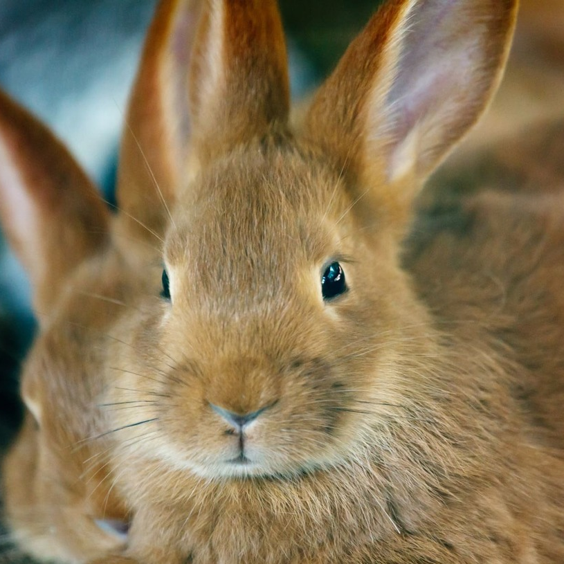 Consultations des nouveaux animaux de compagnie