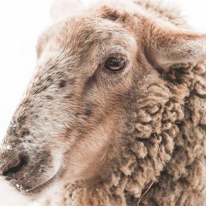 Consultations et chirurgies des animaux de ferme