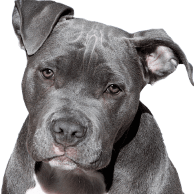 Evaluation des chiens de catégorie ou mordeurs