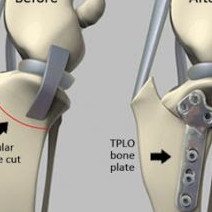 Consultations et Chirurgies orthopédiques spécialisées