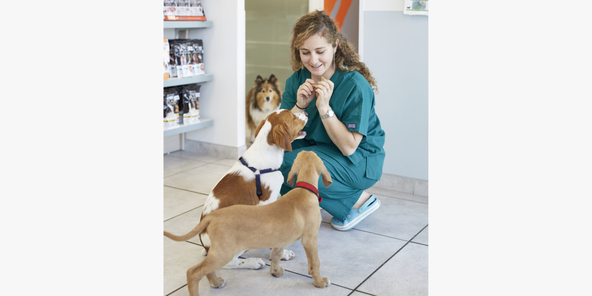 clinique-veterinaire-de-la-mer-chiens