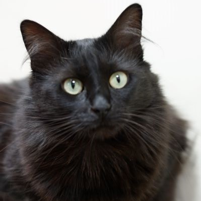 Chance la petite minette