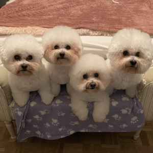 Mascottes Les Bichons des Neiges d'Olmes
