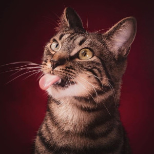 La mascotte Tikki