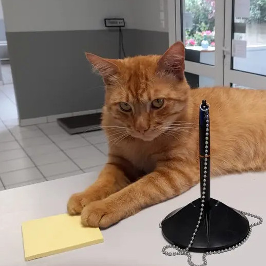Chat en chef Taramel