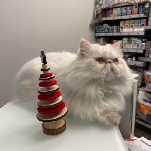 HELLIOT le chat