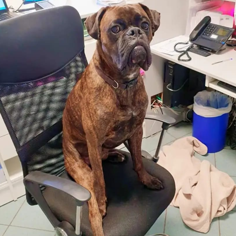 Rompun Mascotte