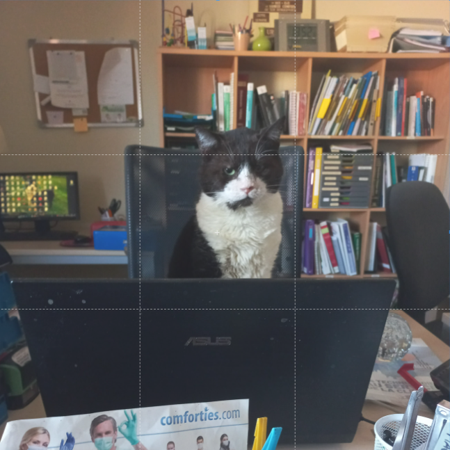 Pirate Le chat