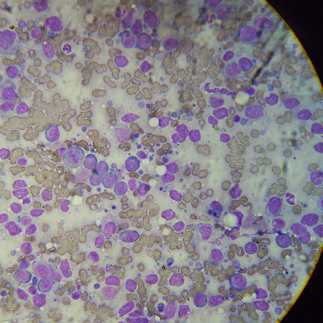 histologie