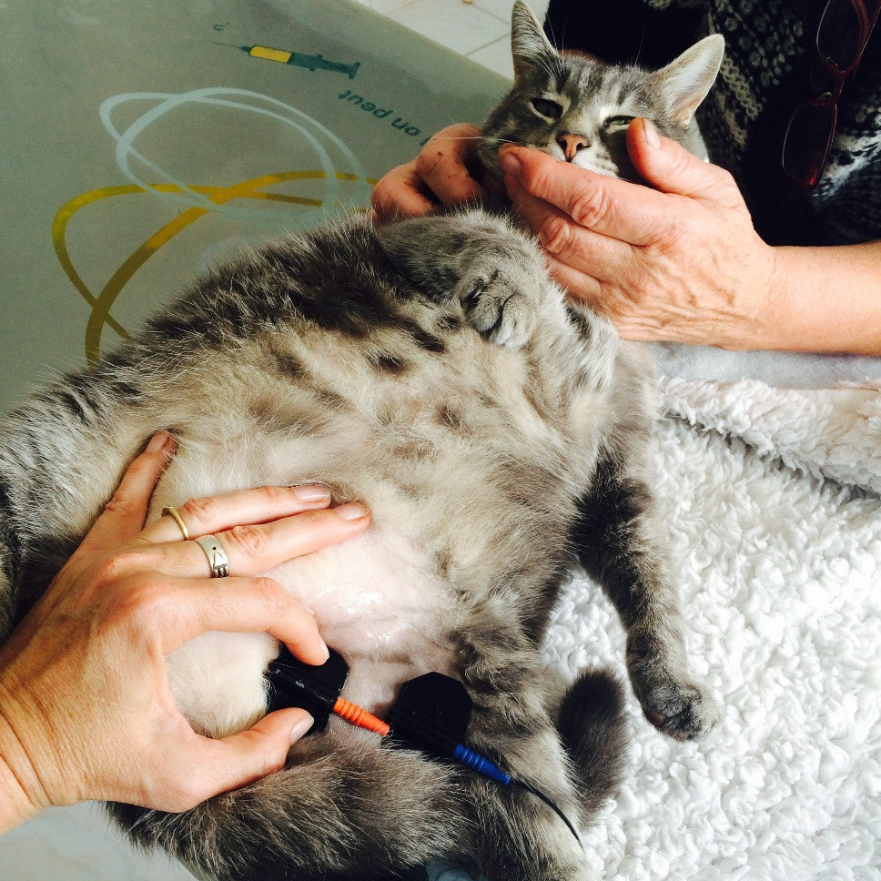 séance d'électrostimulation sur un chat