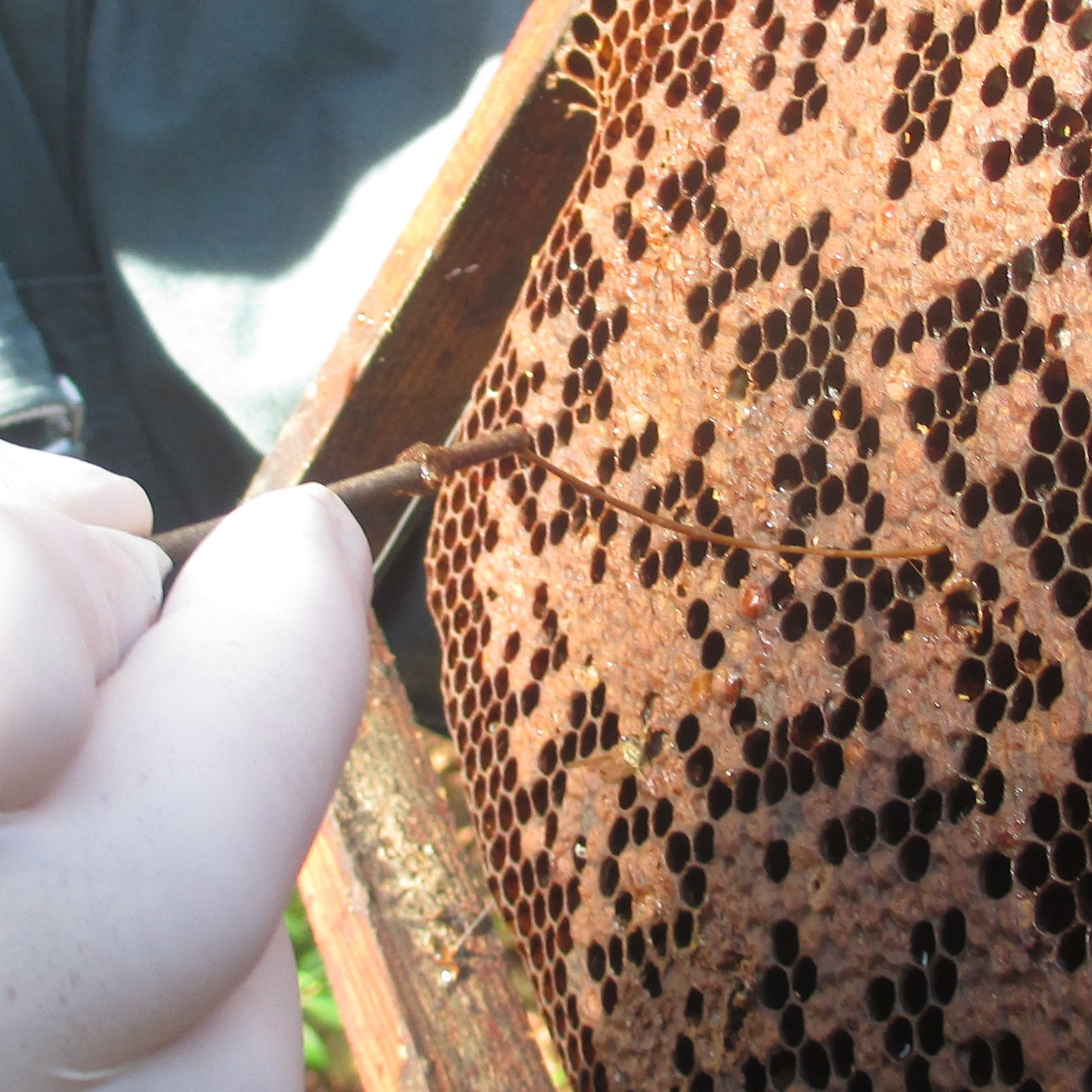 Le conseil en apiculture