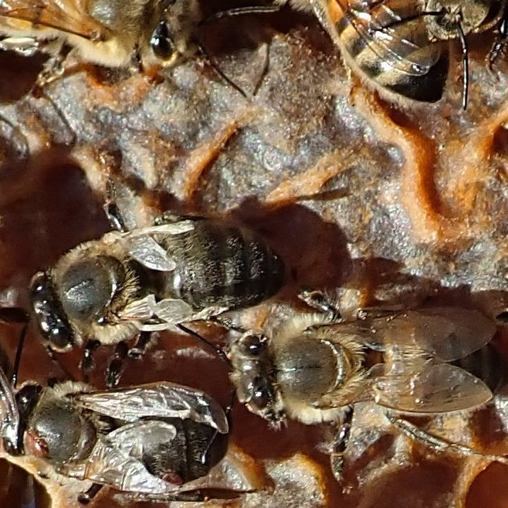 Le conseil en apiculture