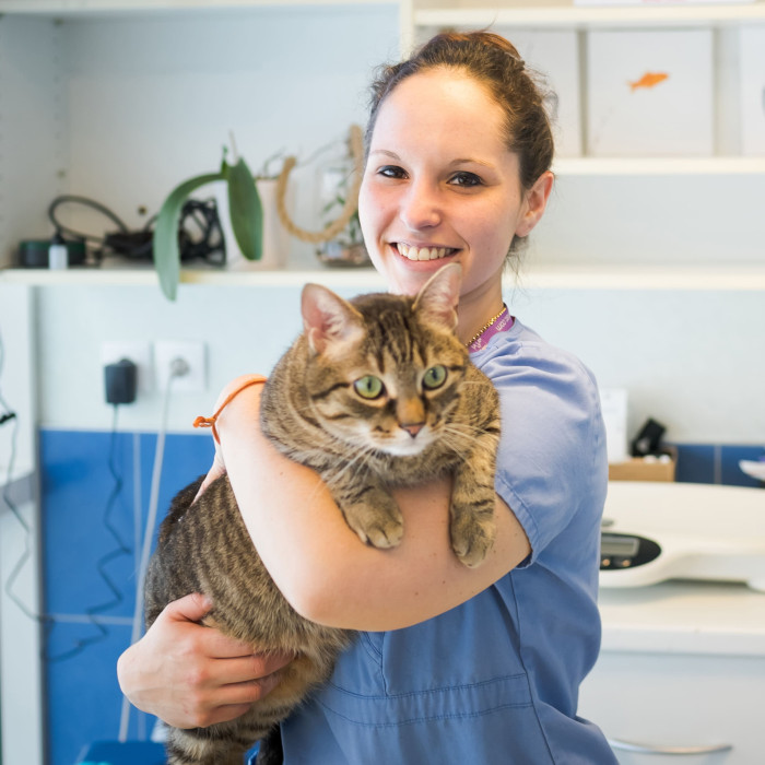 L'accueil spécifique du chat à la clinique vétérinaire du Lescourre