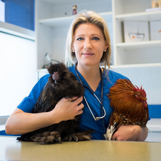Médecine et chirurgie des Nouveaux Animaux de Compagnie (NAC) à Lescar - Pau Ouest