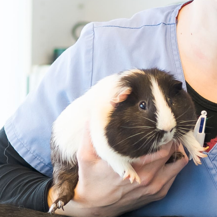 Médecine et chirurgie des Nouveaux Animaux de Compagnie (NAC) à Lescar - Pau Ouest