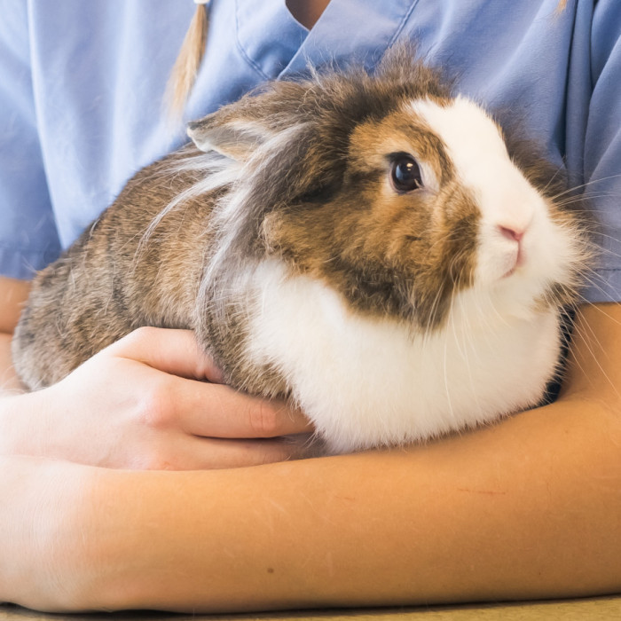 Médecine et chirurgie des Nouveaux Animaux de Compagnie (NAC) à Lescar - Pau Ouest