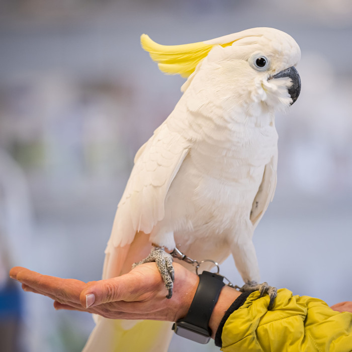 Médecine et chirurgie des Nouveaux Animaux de Compagnie (NAC) à Lescar - Pau Ouest