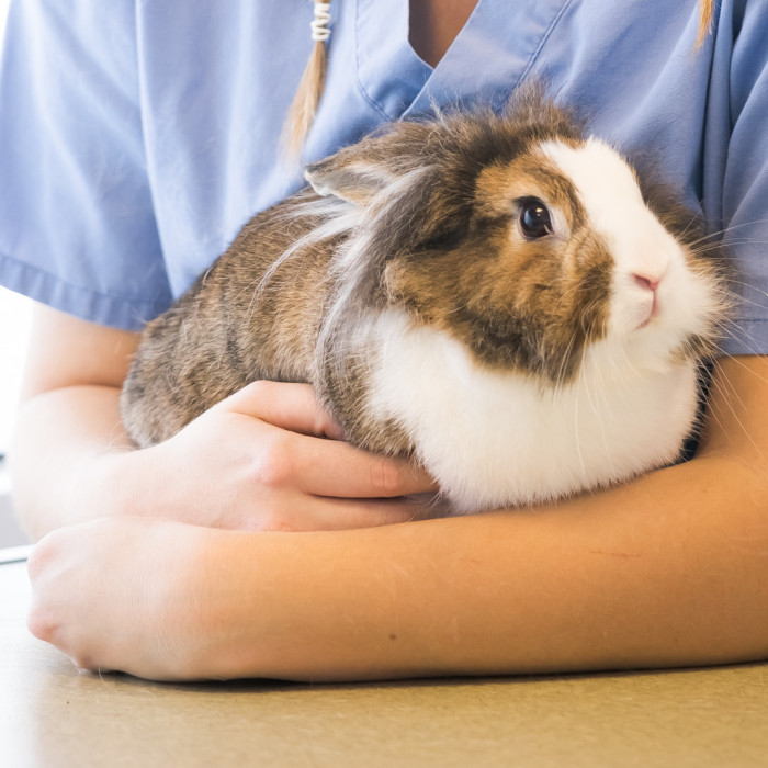 La clinique vétérinaire de référence du Lapin de Compagnie à Lescar - PAU Ouest