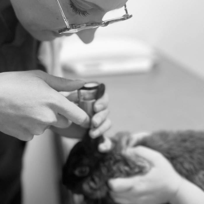 La clinique vétérinaire de référence du Lapin de Compagnie à Lescar - PAU Ouest