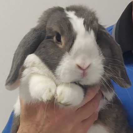 La clinique vétérinaire de référence du Lapin de Compagnie à Lescar - PAU Ouest