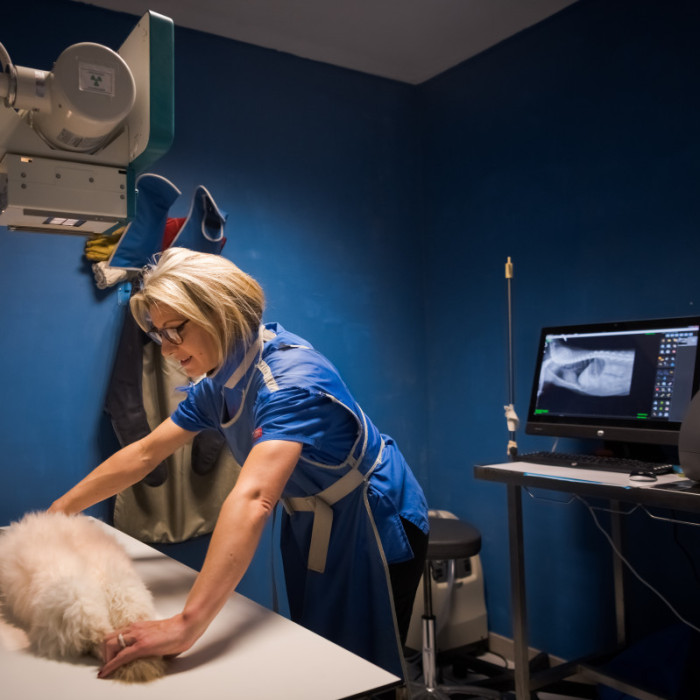 IMAGERIE MEDICALE VETERINAIRE à Lescar, Pau Ouest : RADIOGRAPHIE ET ECHOGRAPHIE, indispensables pour une bonne prise en charge de votre animal