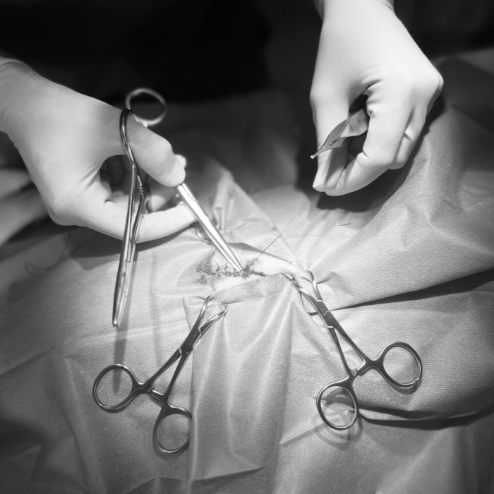 CHIRURGIE à la Clinique Vétérinaire du Lescourre