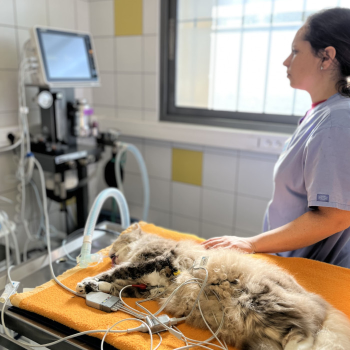 Service d'ANESTHESIE à la Clinique vétérinaire du Lescourre à Lescar - Pau ouest